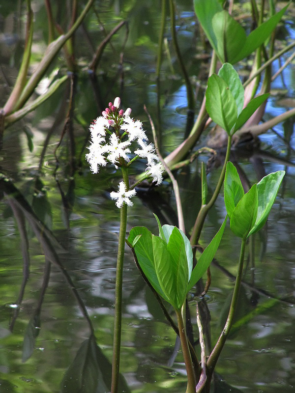 Image of Menyanthes trifoliata specimen.