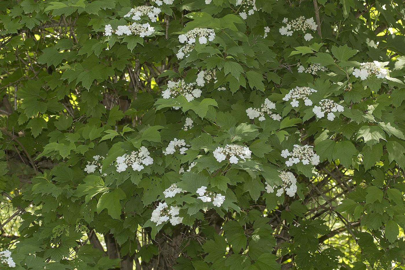 Image of Viburnum opulus specimen.