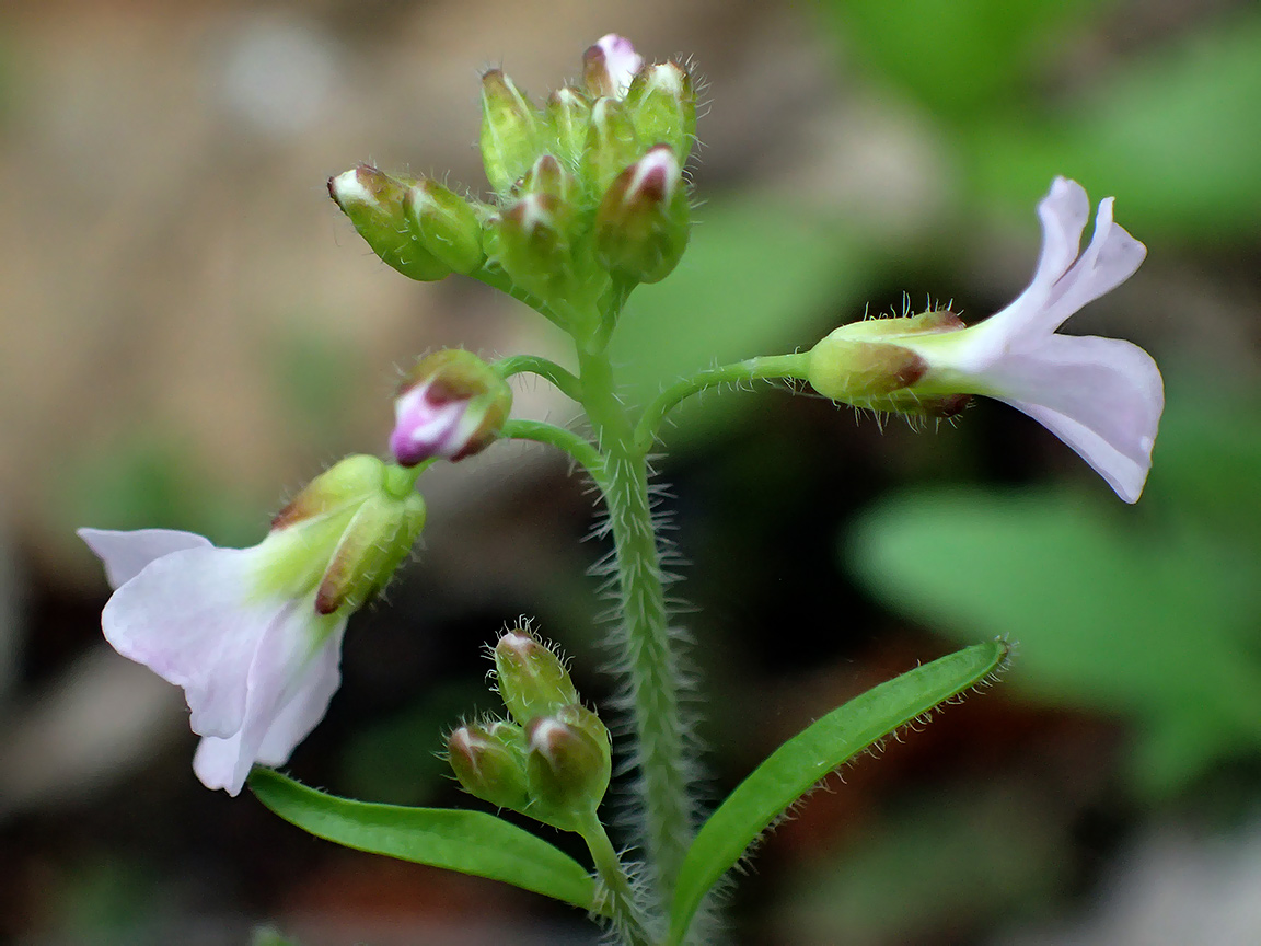 Изображение особи Arabidopsis arenosa.