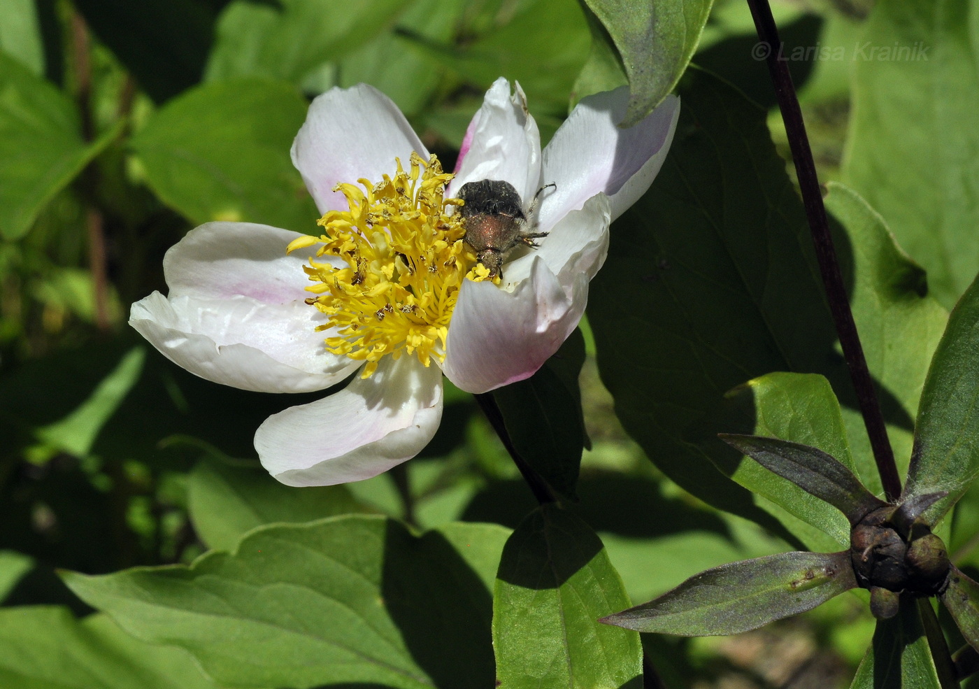 Image of Paeonia lactiflora specimen.