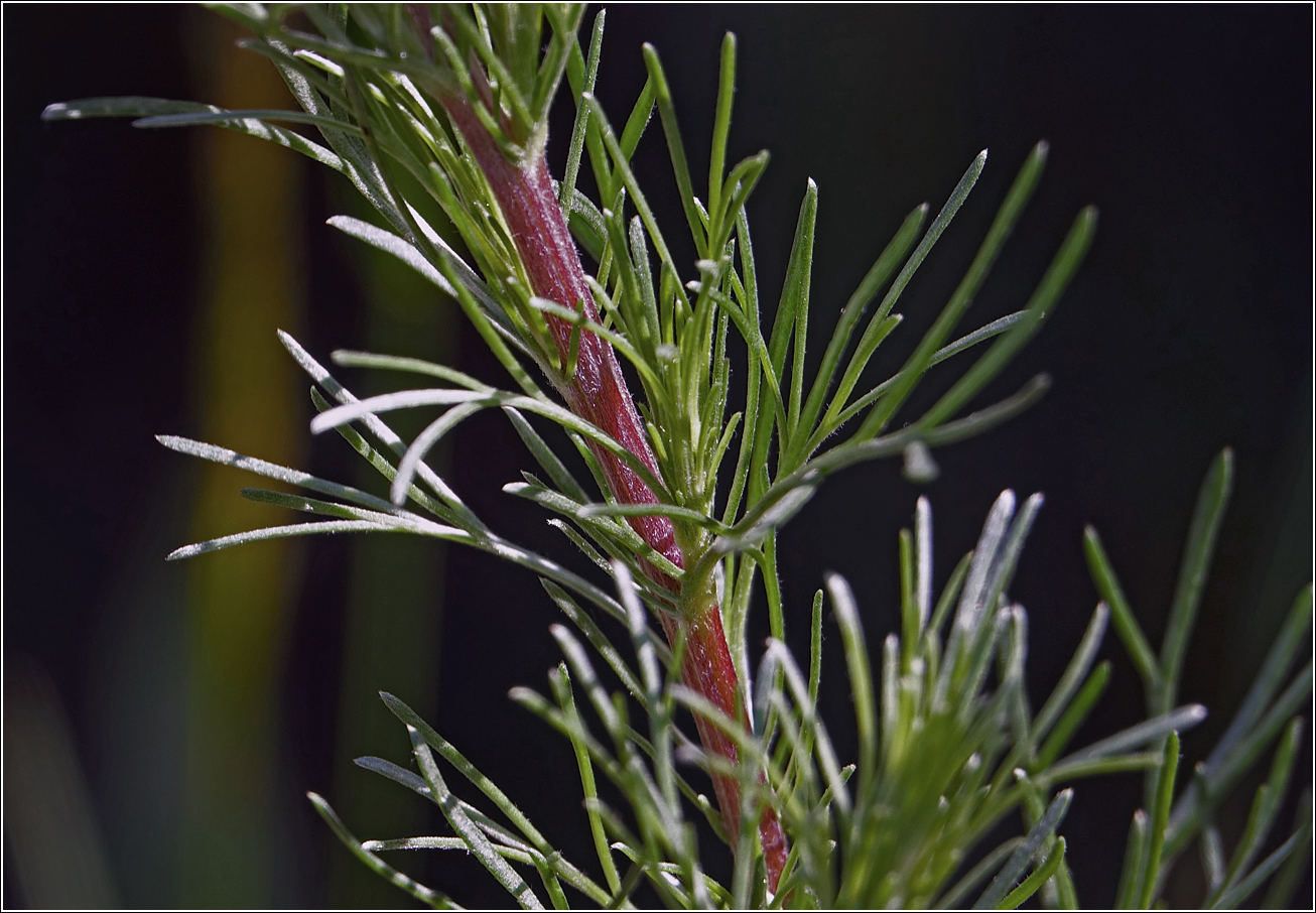 Изображение особи Artemisia campestris.