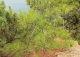 Pinus pityusa. Ветвь. Южный берег Крыма, Балаклавский р-н, ур. Аязьма, лес с доминированием Juniperus excelsa и Pinus pityusa. 16 августа 201.