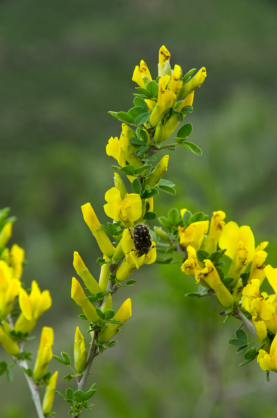 Изображение особи Chamaecytisus ruthenicus.