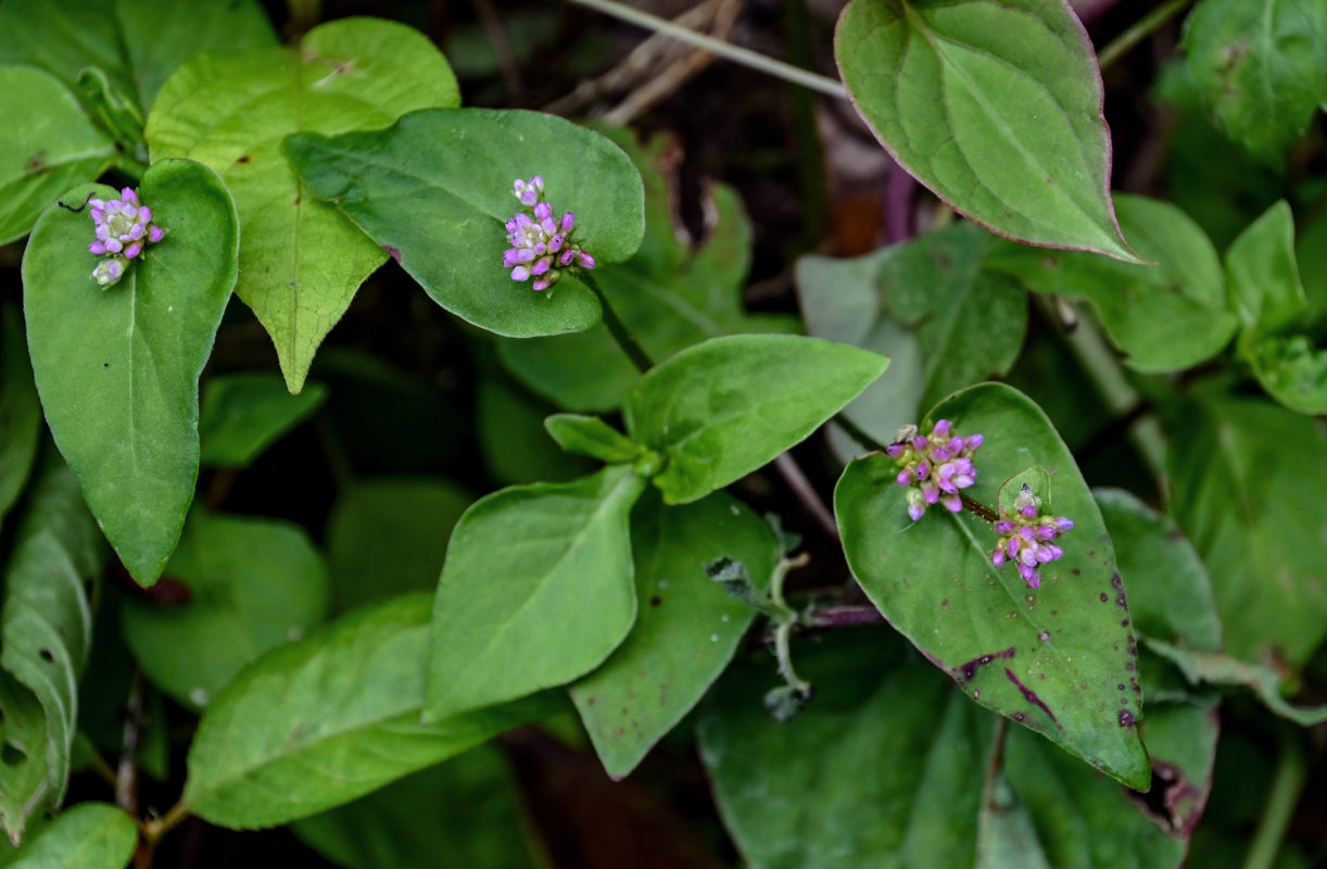 Изображение особи Cephalophilon nepalense.