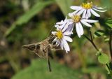 Aster ageratoides. Соцветия с кормящейся бабочкой. Приморский край, Уссурийский гор. округ, окр. с. Монакино, луг на небольшой сопке. 24.09.2023.