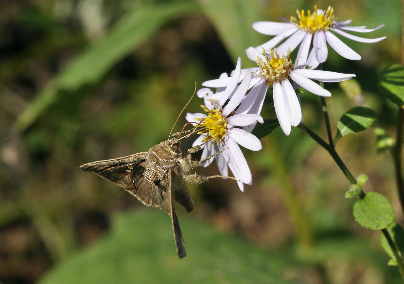 Изображение особи Aster ageratoides.