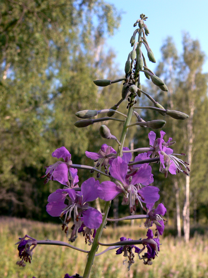 Image of Chamaenerion angustifolium specimen.