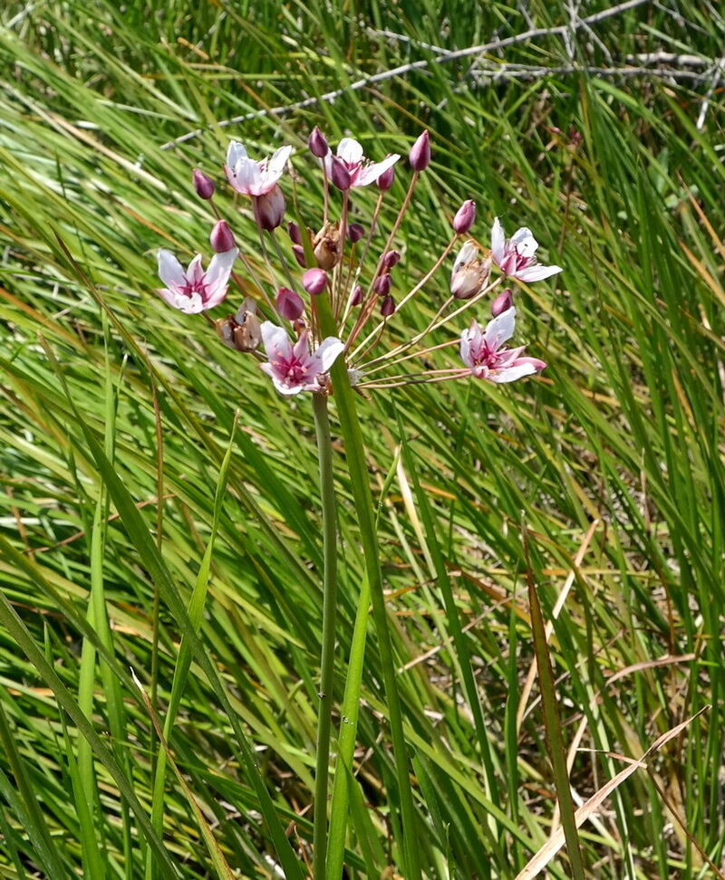 Изображение особи Butomus umbellatus.