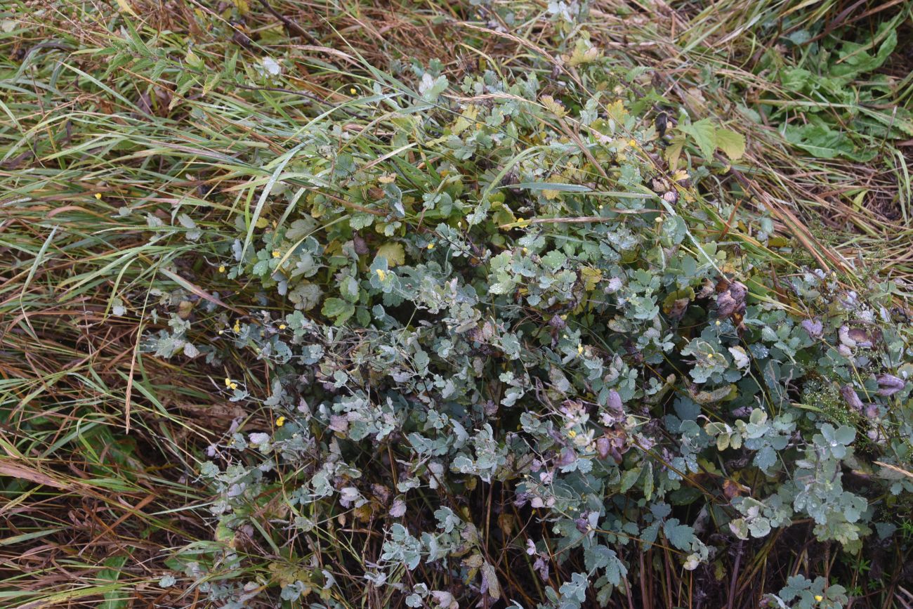 Image of Chelidonium majus specimen.