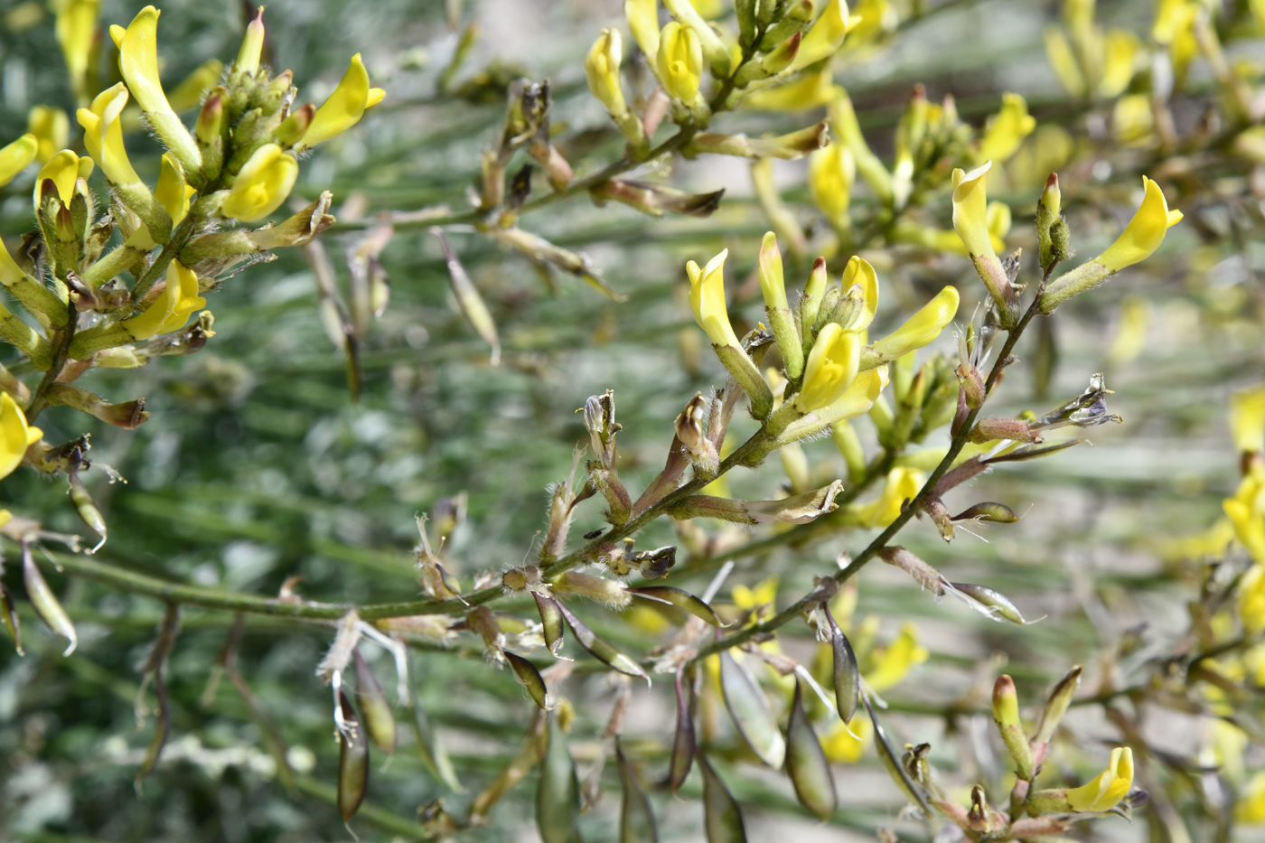 Изображение особи Astragalus scheremetewianus.