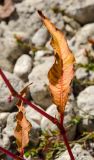 Persicaria lapathifolia. Средняя часть побега с листьями в осенней окраске. Самарская обл., Ставропольский р-н, окр. с. Жигули, Молодецкий курган, берег зал. Жигулёвская Труба, каменная россыпь. 7 сентября 2023 г.