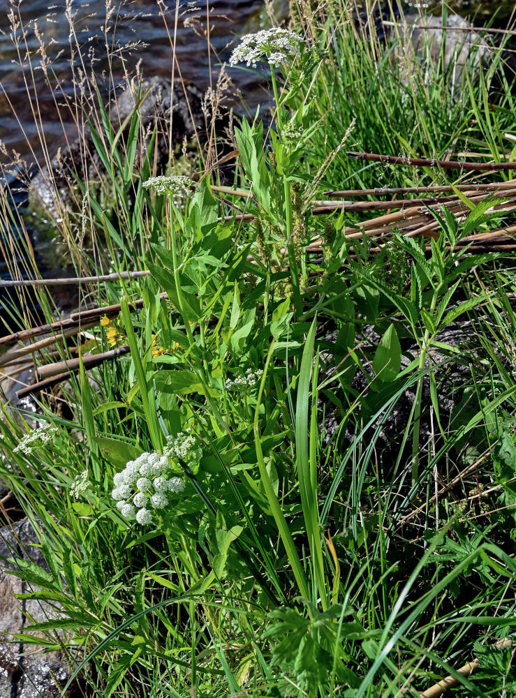 Изображение особи Sium latifolium.