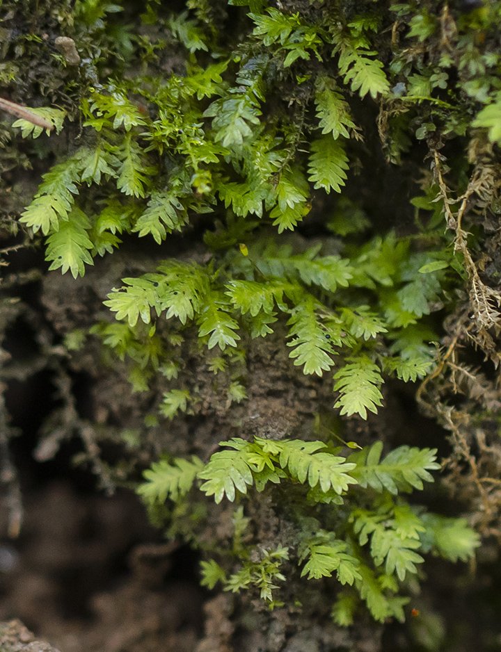 Image of Fissidens taxifolius specimen.