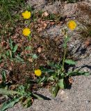 Sonchus arvensis