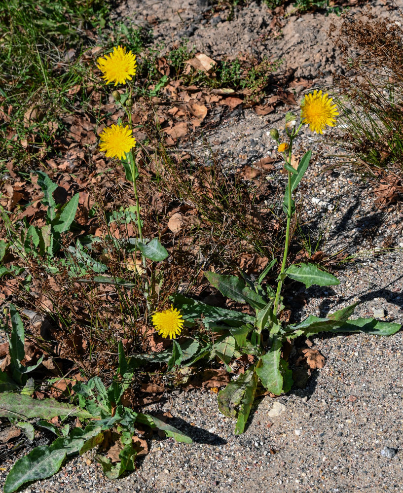 Image of Sonchus arvensis specimen.