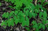 Lonicera xylosteum. Цветущее растение. Брянская обл., г. Брянск, долина р. Десна, широколиственный лес. 02.05.2024.