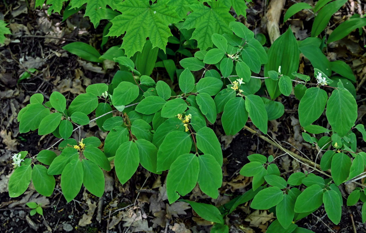 Image of Lonicera xylosteum specimen.