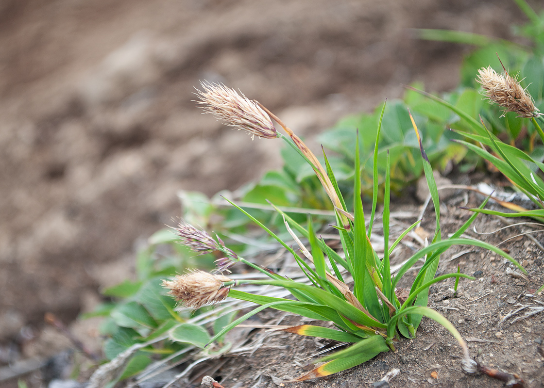 Изображение особи семейство Poaceae.