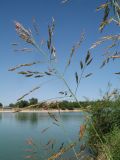 Sorghum halepense