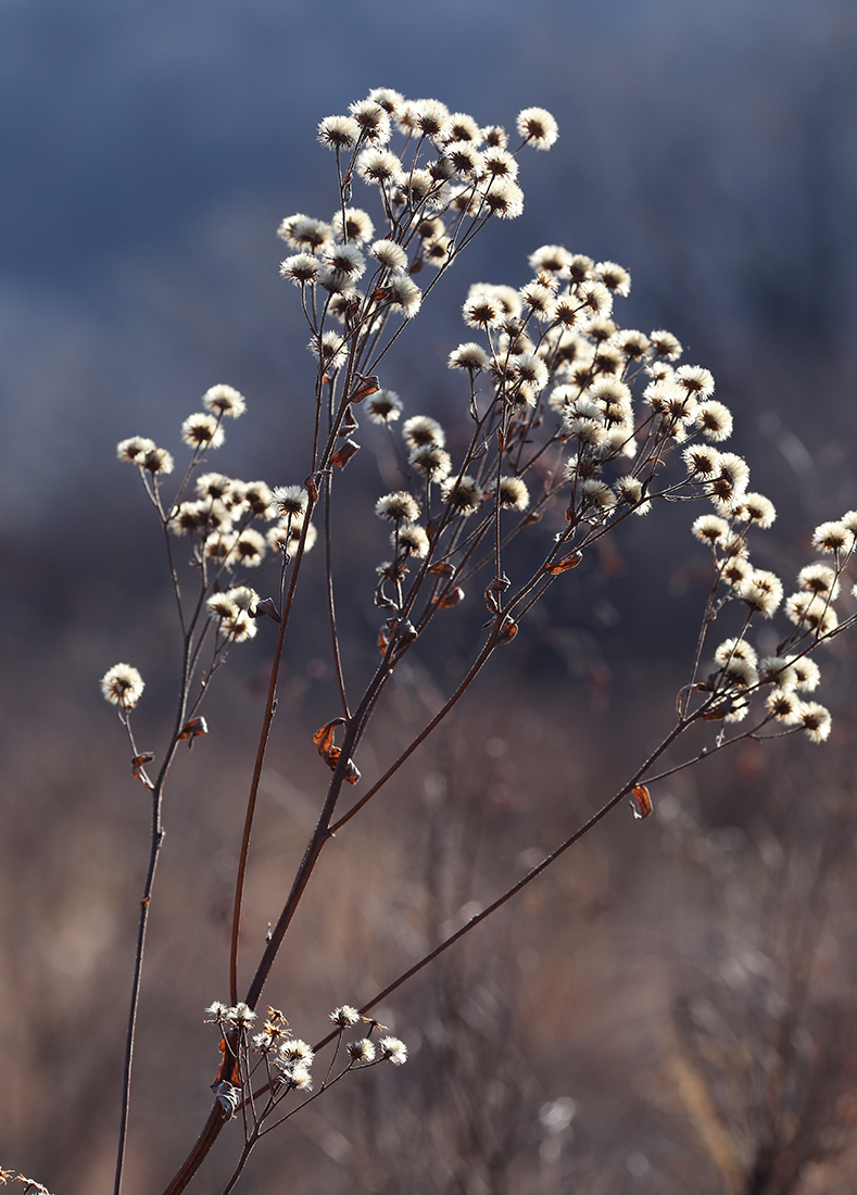 Изображение особи Aster tataricus.