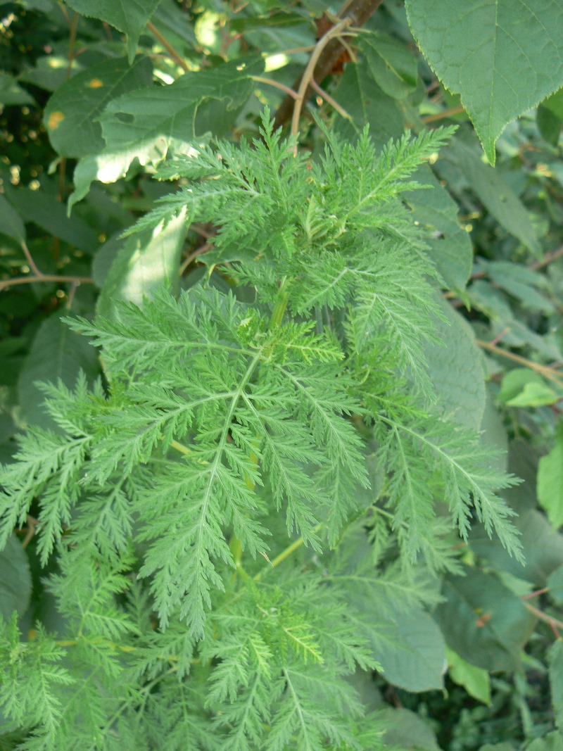 Изображение особи Artemisia gmelinii.