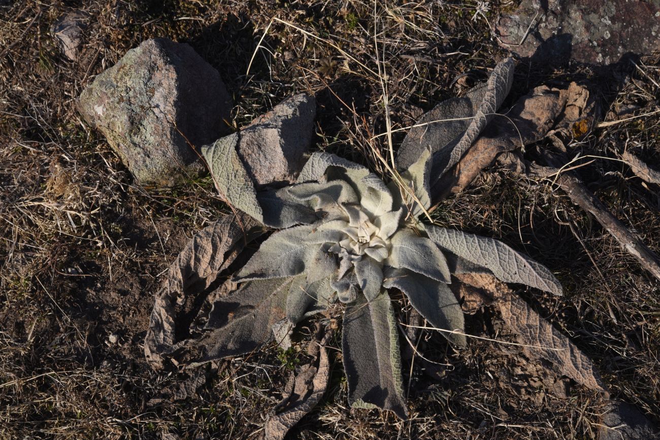 Image of genus Verbascum specimen.