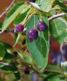 Amelanchier ovalis. Верхушка ветки с соплодием. Краснодарский край, г. Новороссийск, в культуре. 04.06.2024.