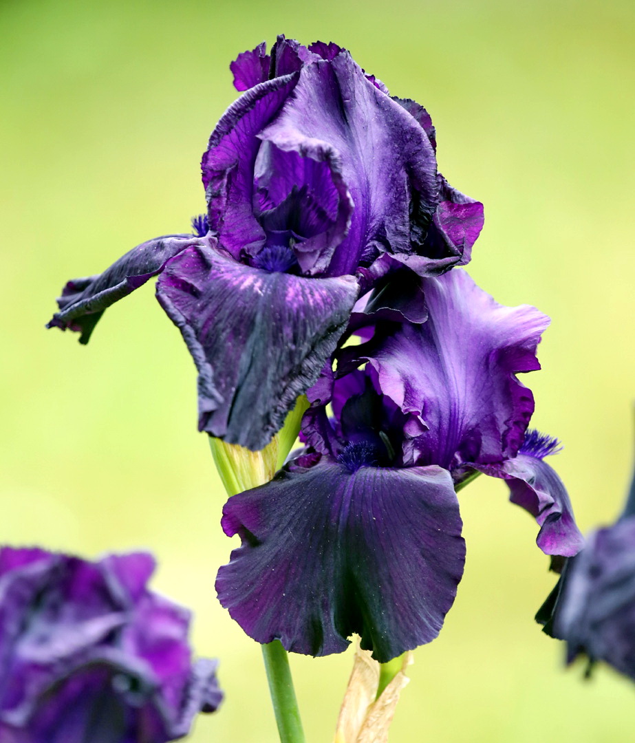Image of genus Iris specimen.