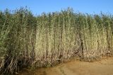 Phragmites australis. Заросли плодоносящих растений. Ленинградская обл., Кингисеппский р-н, окр. дер. Урмизно у мыса Дубовский, небольшой мыс. 08.09.2024.