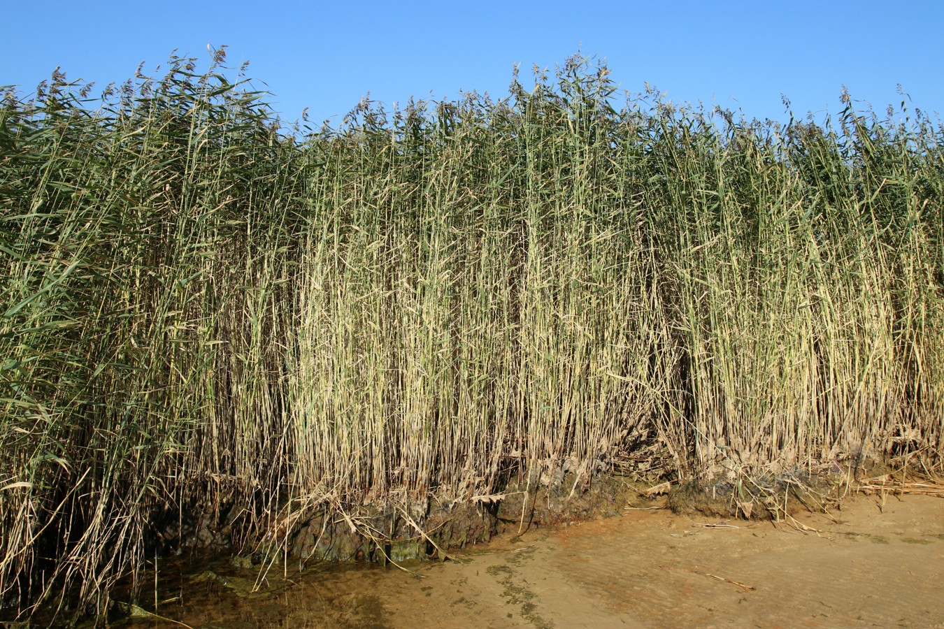 Image of Phragmites australis specimen.