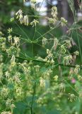 View full-size image Thalictrum kemense
