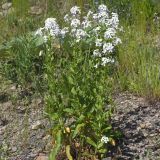 View full-size image Hesperis matronalis