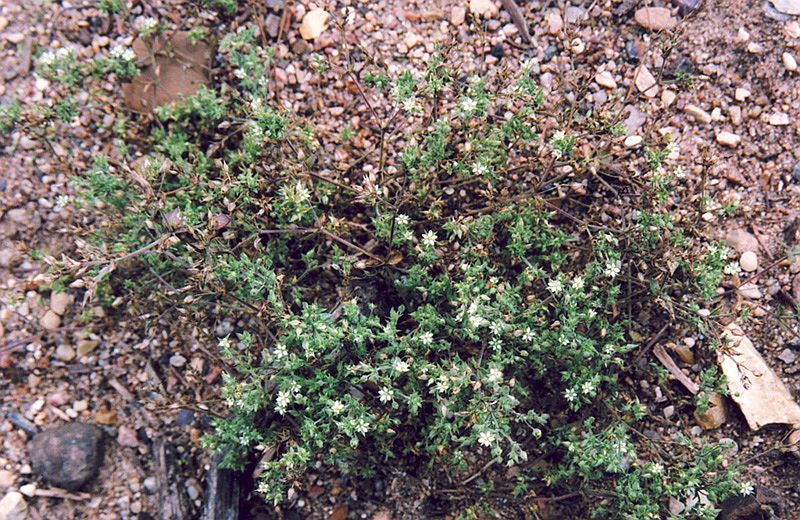 Image of Arenaria serpyllifolia specimen.