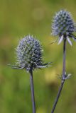 View full-size image Eryngium planum