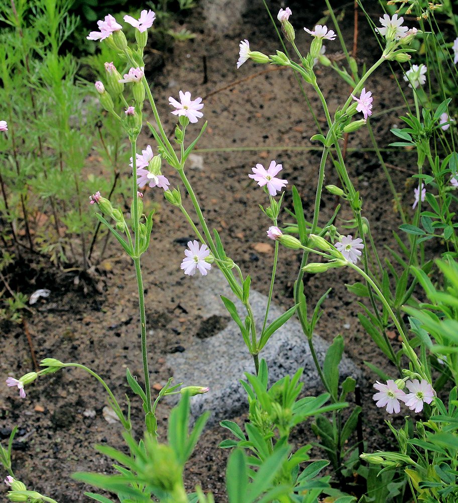 Изображение особи Silene aprica.