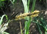 Смотреть изображение Carex acuta