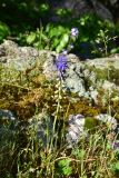 View full-size image Leopoldia tenuiflora