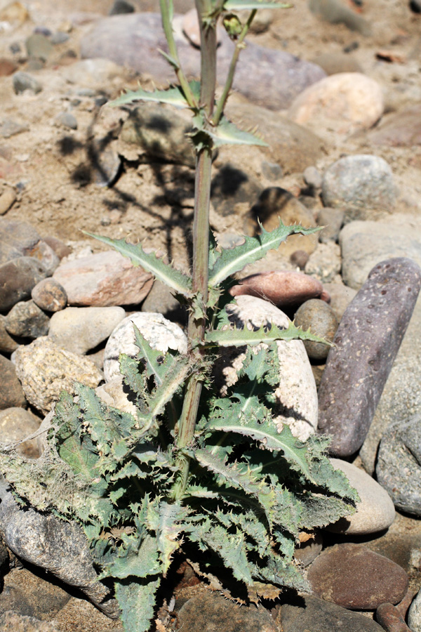 Image of Sonchus asper specimen.