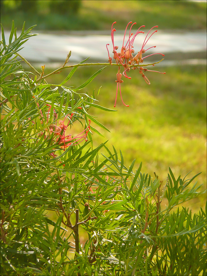 Image of Grevillea banksii specimen.