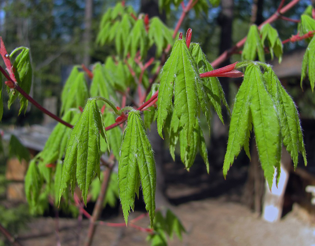 Image of Acer pseudosieboldianum specimen.