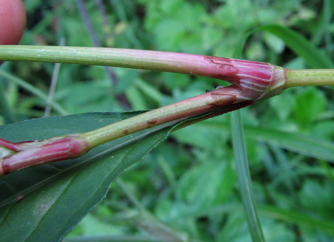 Image of Persicaria lapathifolia specimen.