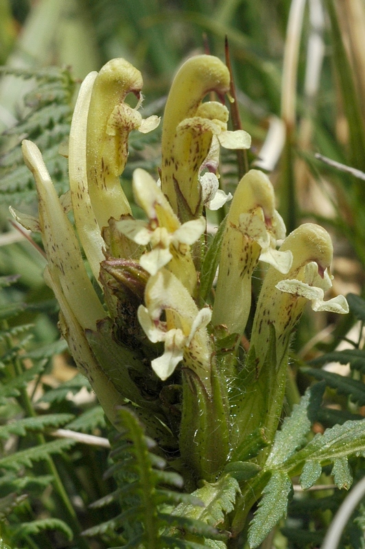 Image of Pedicularis pubiflora specimen.