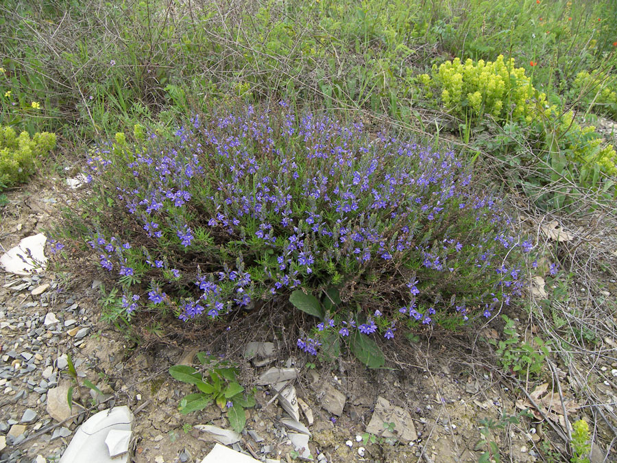 Image of Veronica multifida specimen.