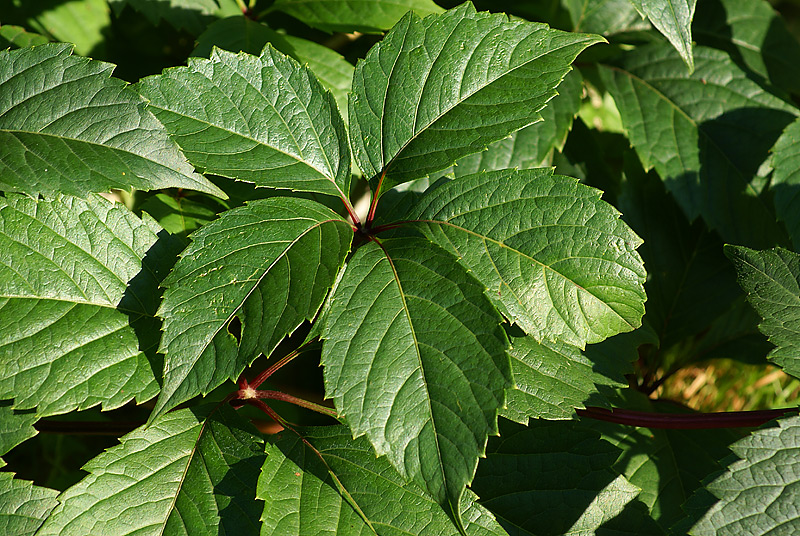 Изображение особи Parthenocissus quinquefolia.