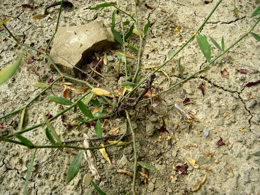 Изображение особи Polygonum hyrcanicum.