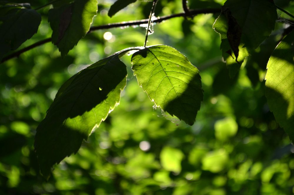 Изображение особи Fraxinus excelsior.