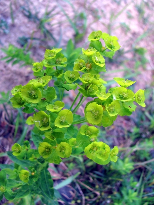Изображение особи Euphorbia borodinii.