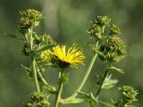 Inula helenium