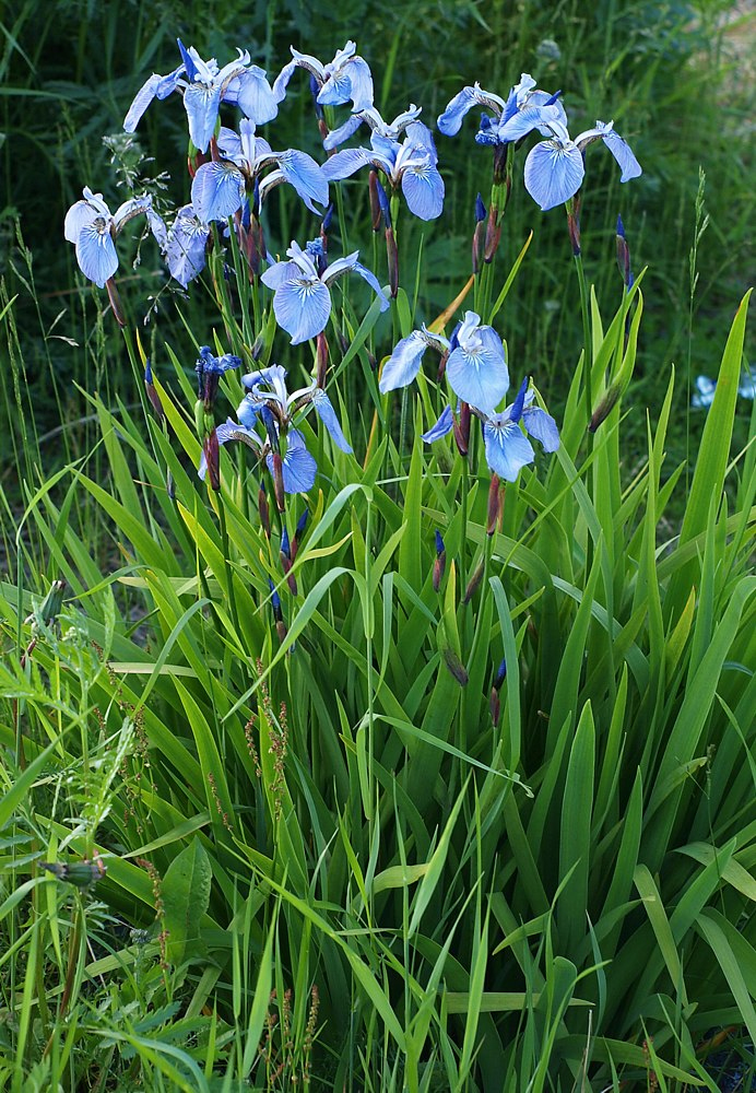 Image of Iris setosa specimen.