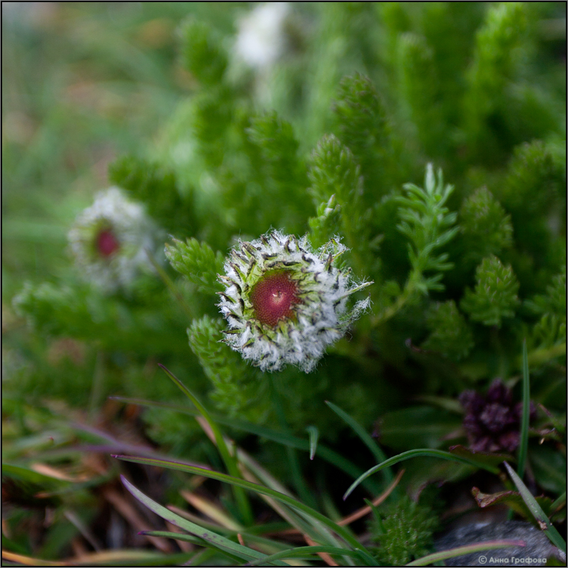 Image of Pyrethrum pulchrum specimen.